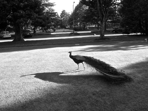 Peacock Shadow July.15/13